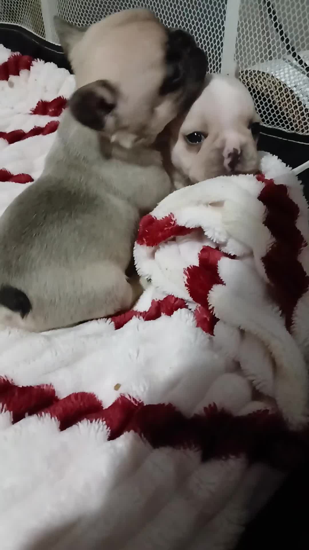 French Bulldog dogs for sale: Gorgeous frenchie pups - Video 1