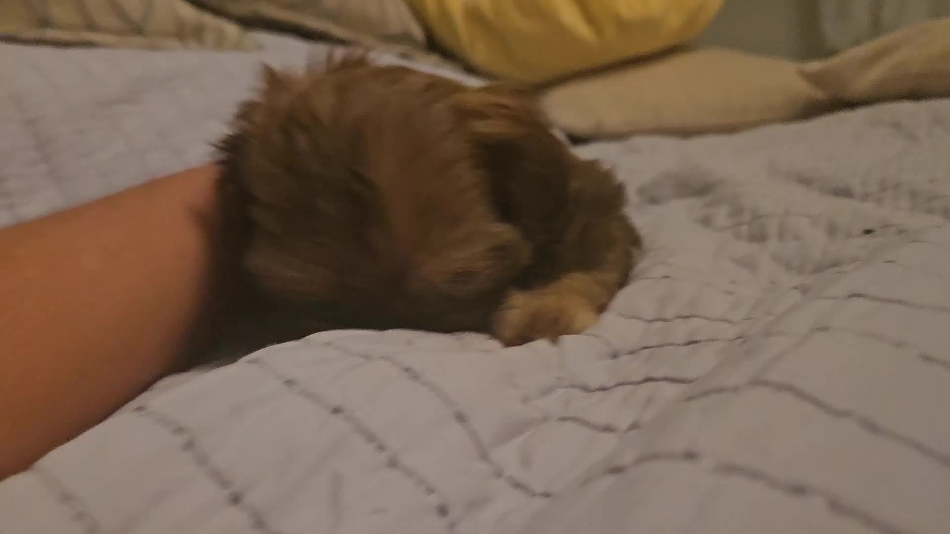 Shih Tzu dogs for sale: Imperial Shih Tzu- 1 beautiful girl❤️  - Video 1