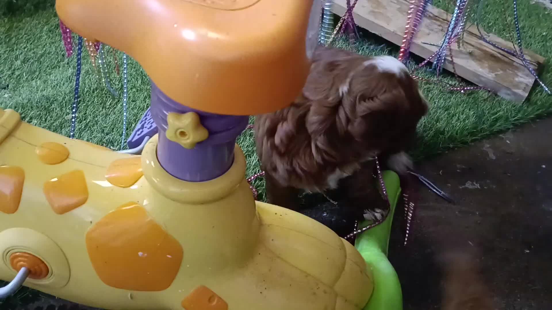 Cavapoo dogs for sale: Scrumptious Cavapoo puppies- Dad PRA tested - Video 1