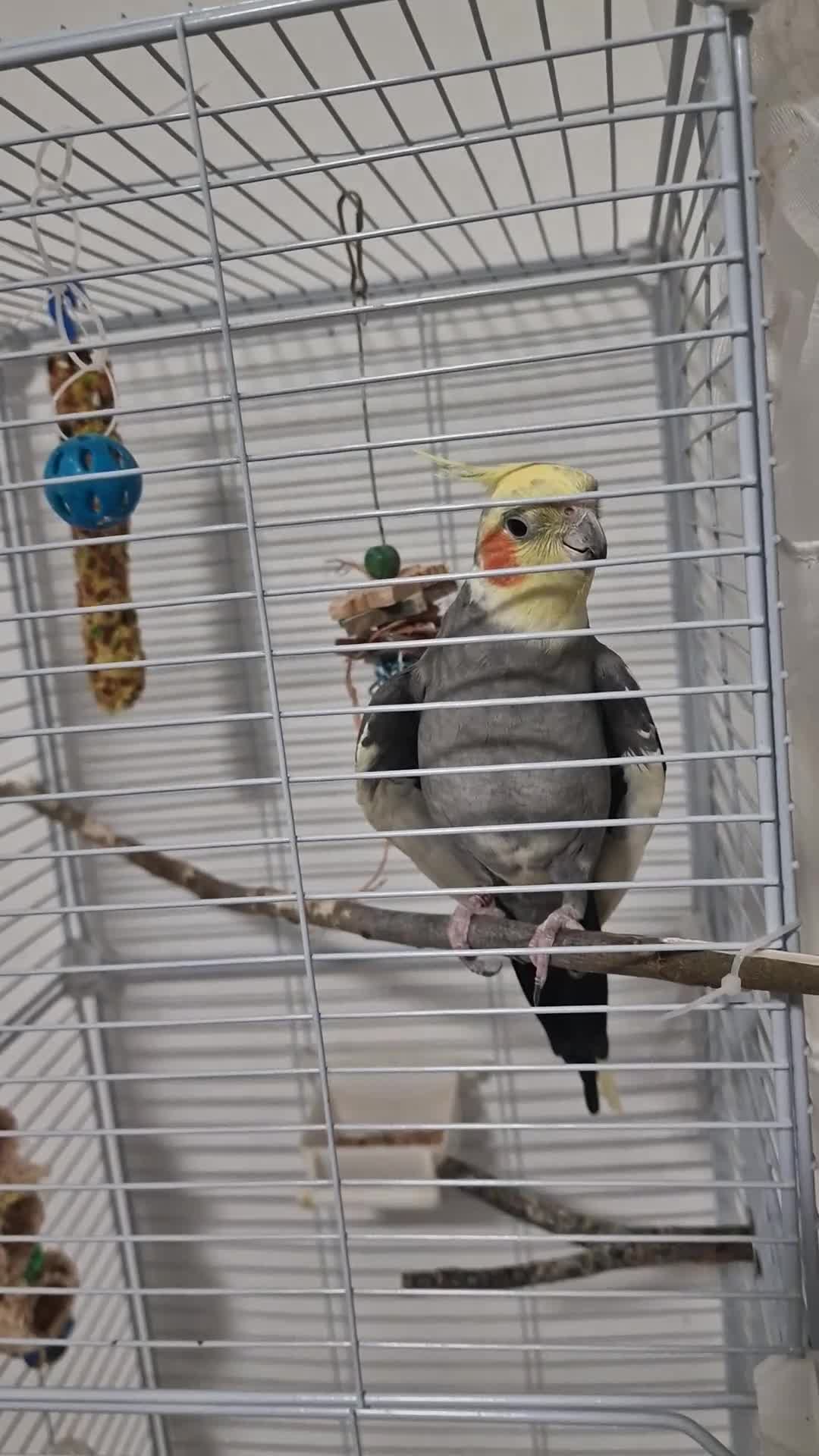 Cockatiels birds for sale: A male cockateil with a cage.NOT TAMED. - Video 1
