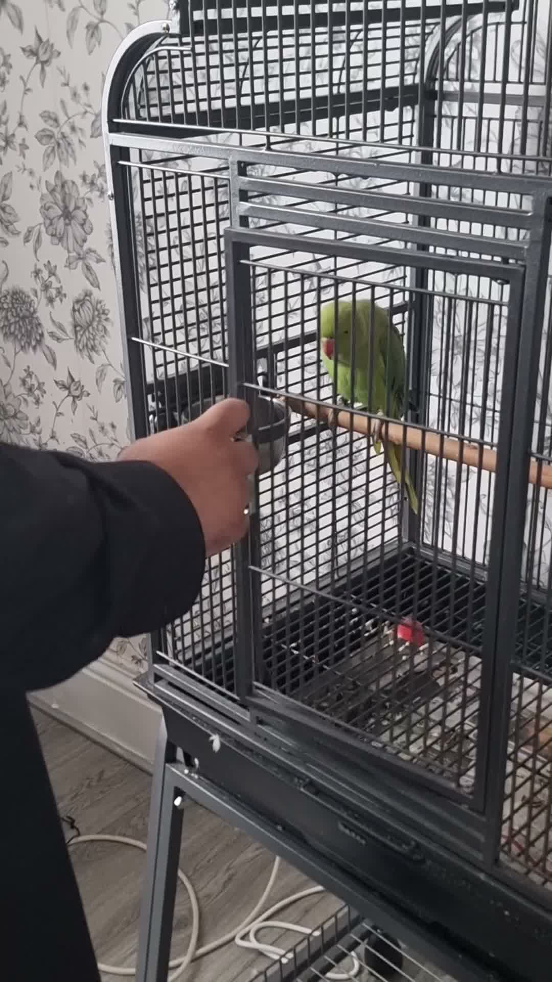 Parrots birds for sale: Beautiful ringneck talking parrot  - Video 1