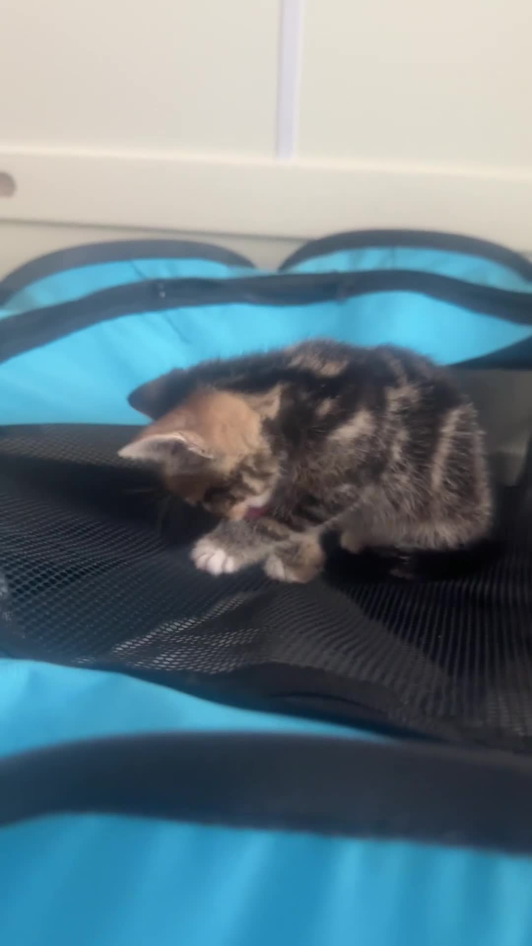 Mixed Breed cats for sale: Last kitten reduced ready to leave at weekend! - Video 1