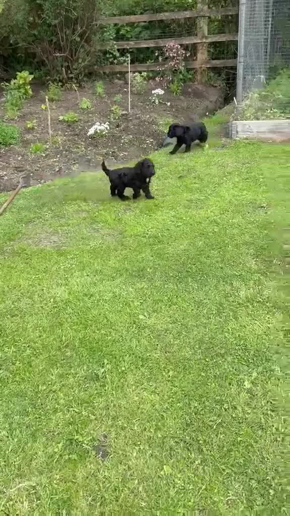 Sproodle dogs for sale: ADORABLE SPROODLE PUPPIES - Video 1