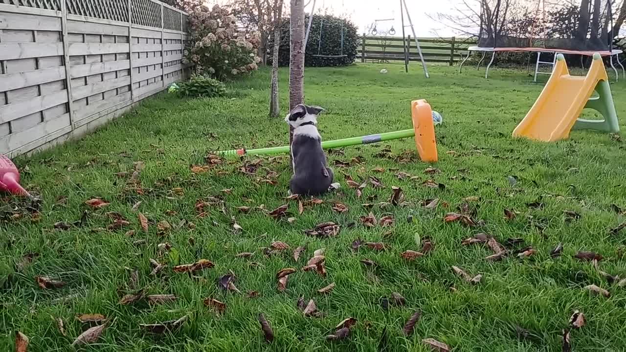 Border Collie dogs for sale: Border Collie pups for sale  - Video 2