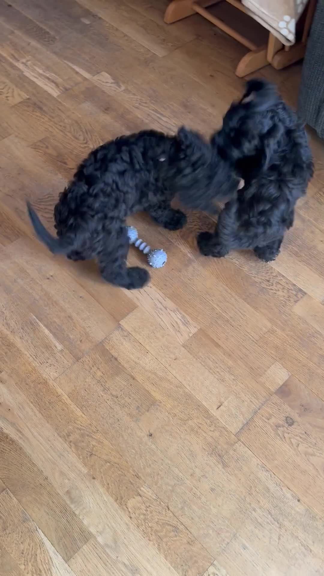 Cockapoo dogs for sale: Loving homes for F2 cockapoos  - Video 1