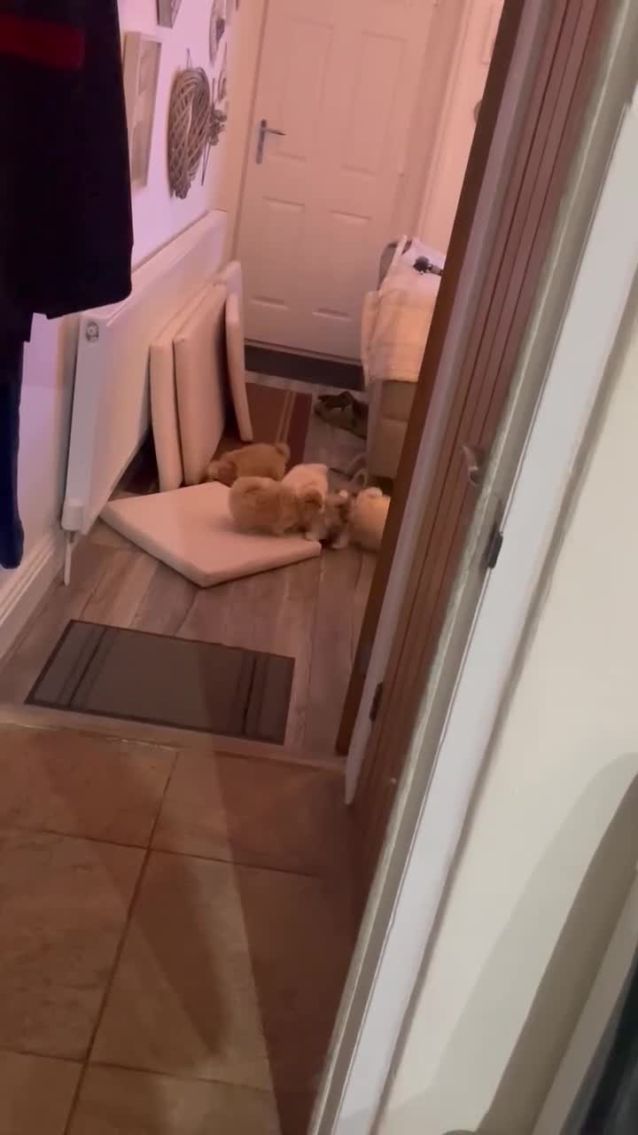 Mixed Breed dogs for sale: Malti-Pom Puppies - £1200 - Video 2