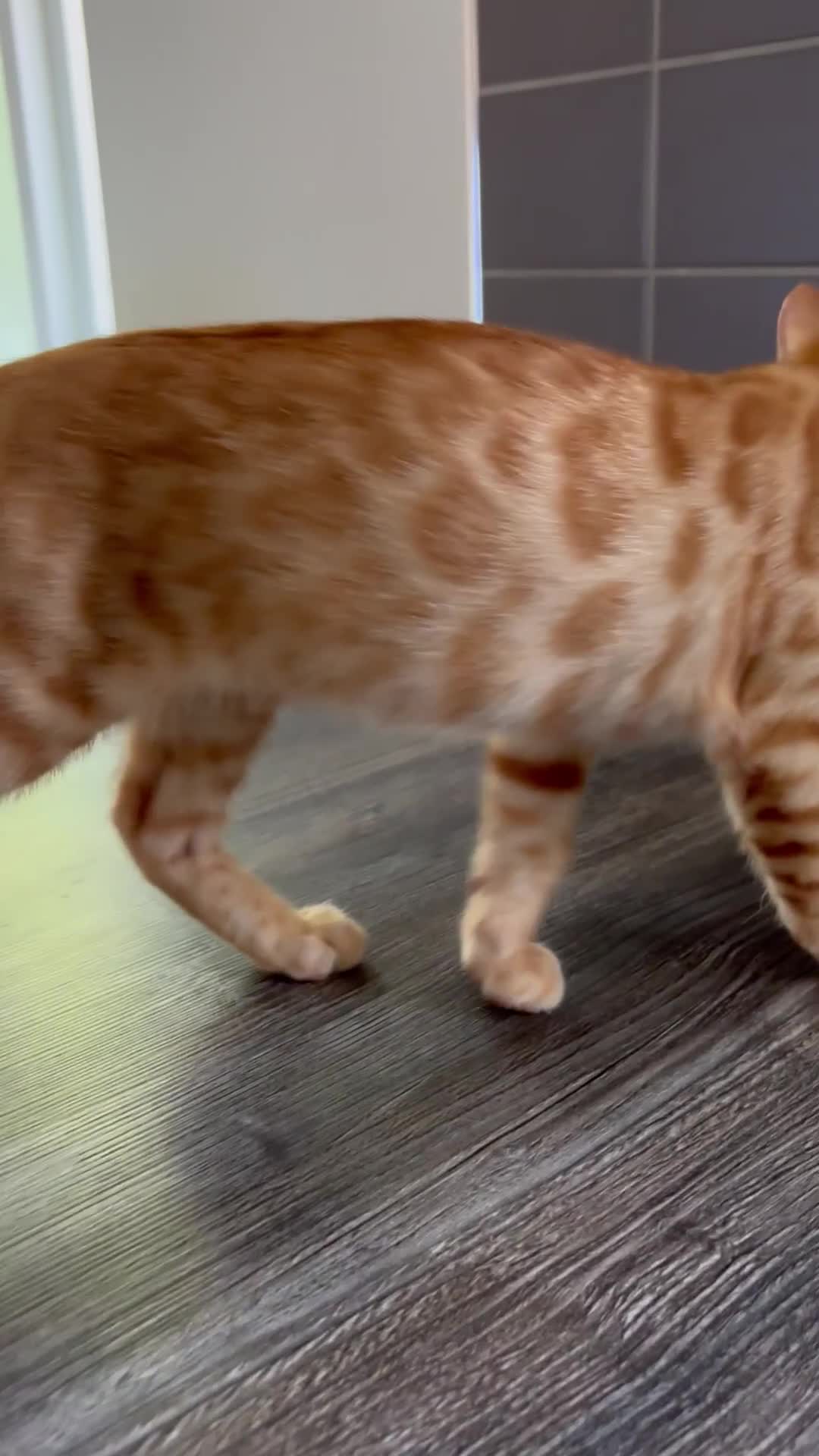 Bengal cats for sale: Unique Bengal Kittens  - Video 4