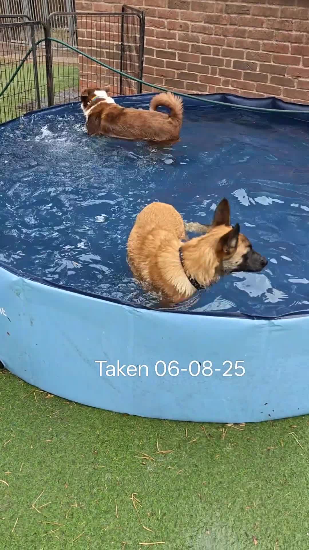 Belgian Shepherd Dog dogs for sale: KC Reg Belgian Shepherd Malinois pups for sale in Newport - Video 5