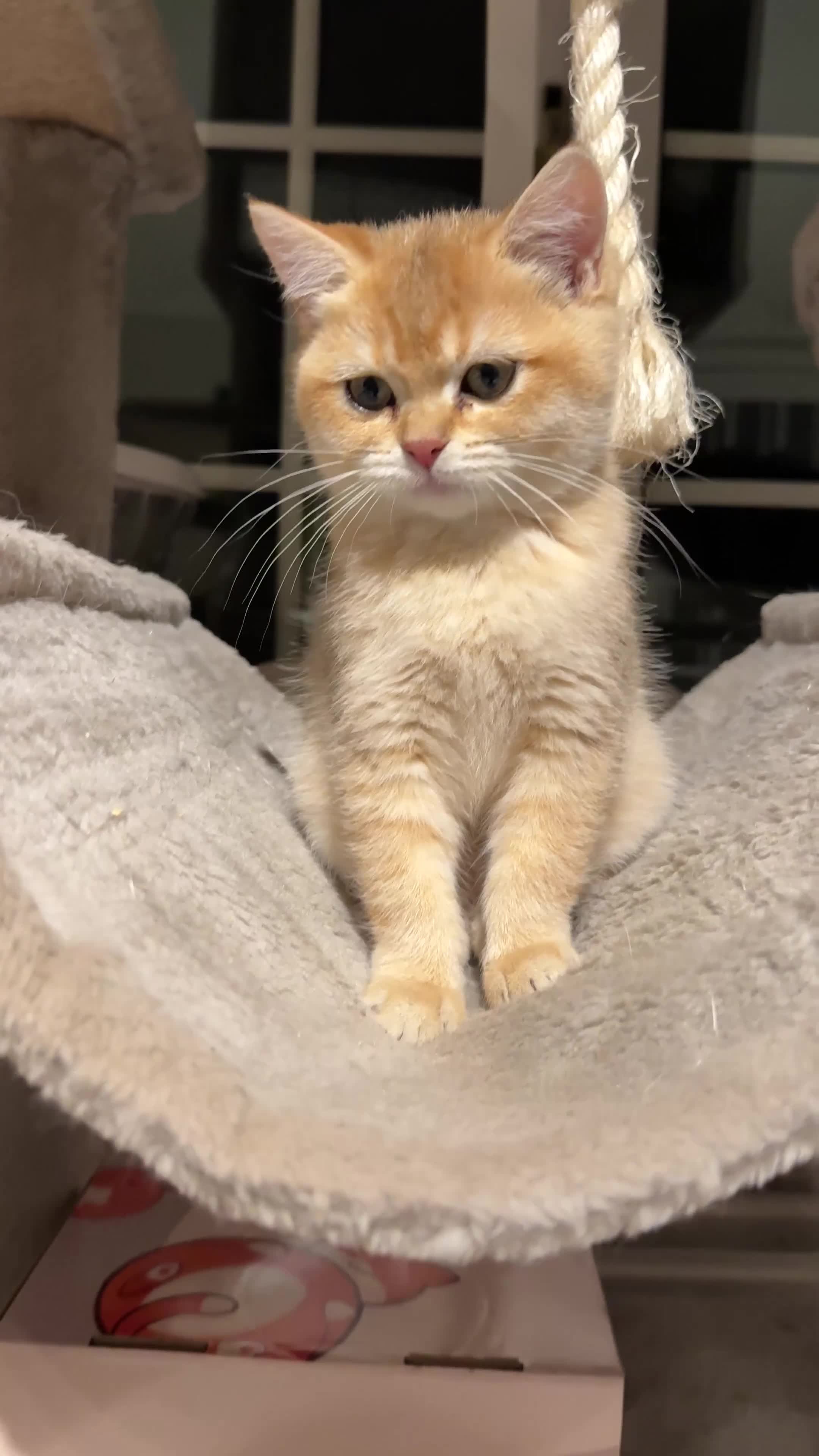 British Shorthair cats for sale: 🐾 British Shorthair Kittens — TICA Registered 🐾 - Video 3