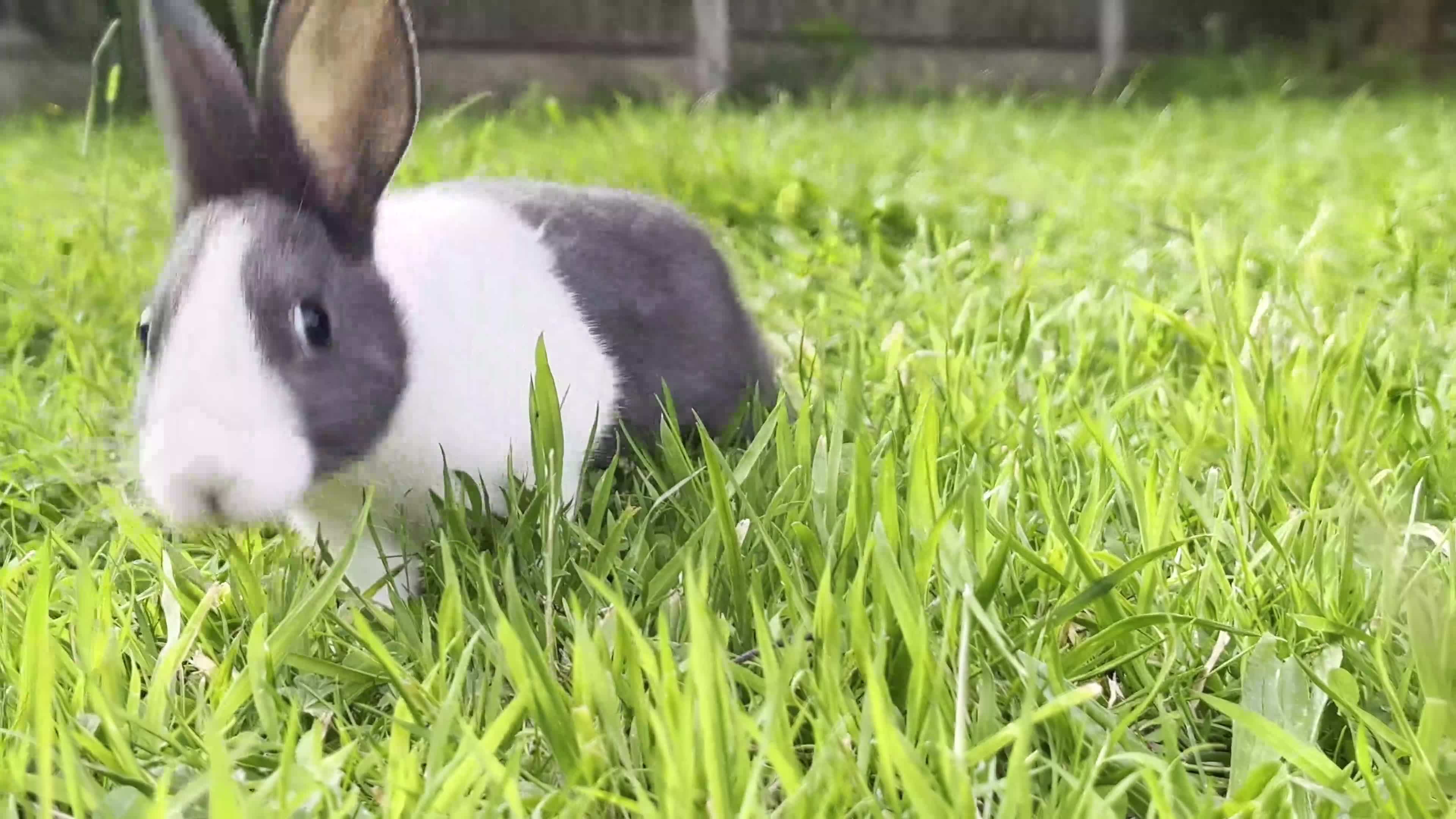 Dutch rabbits for sale: Cute Dutch Bunnies, Mixed Gender! :) in Blackburn - Video 1