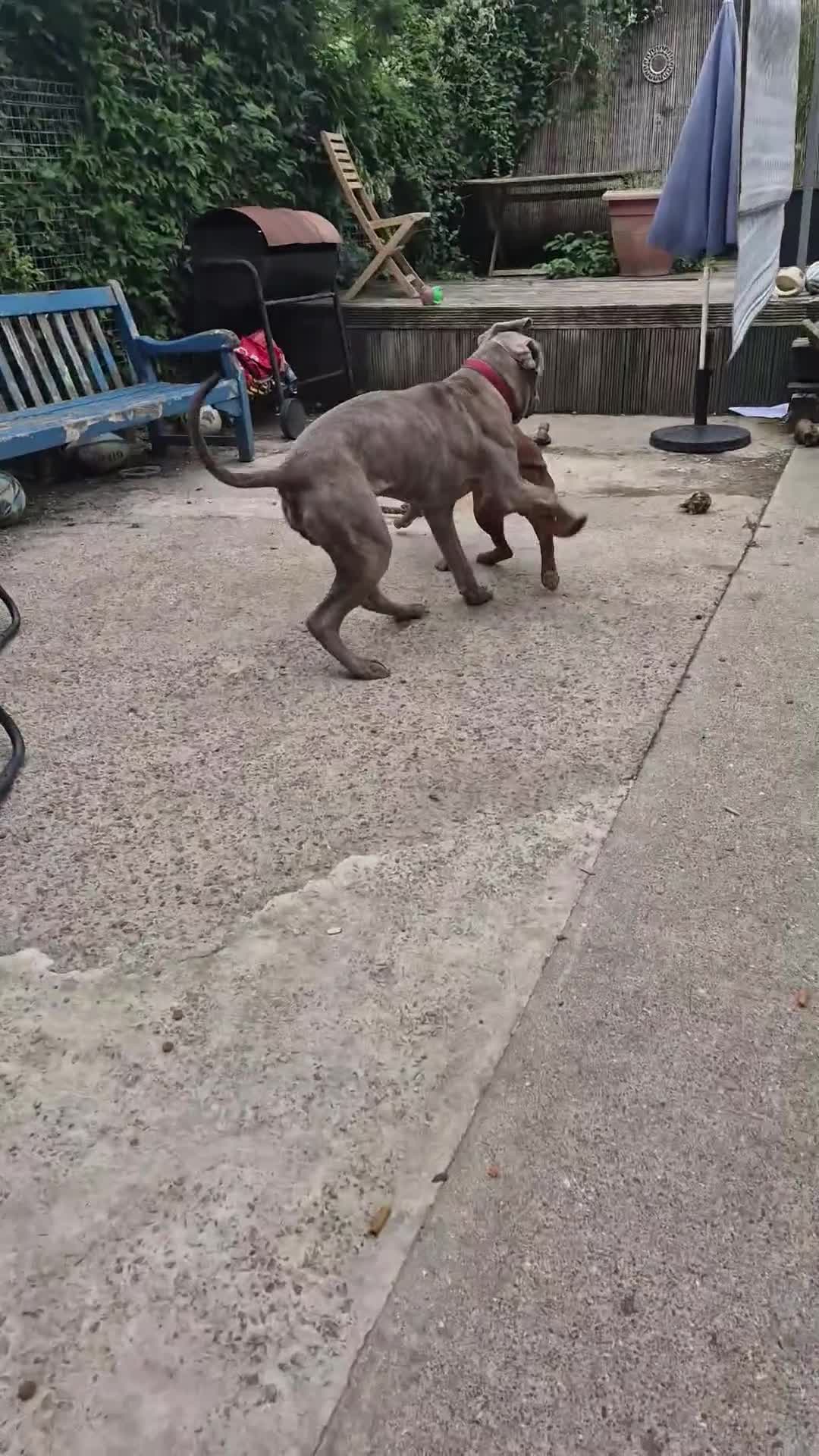 Cane Corso dogs for sale: 7 month old male  in North Shields - Video 1
