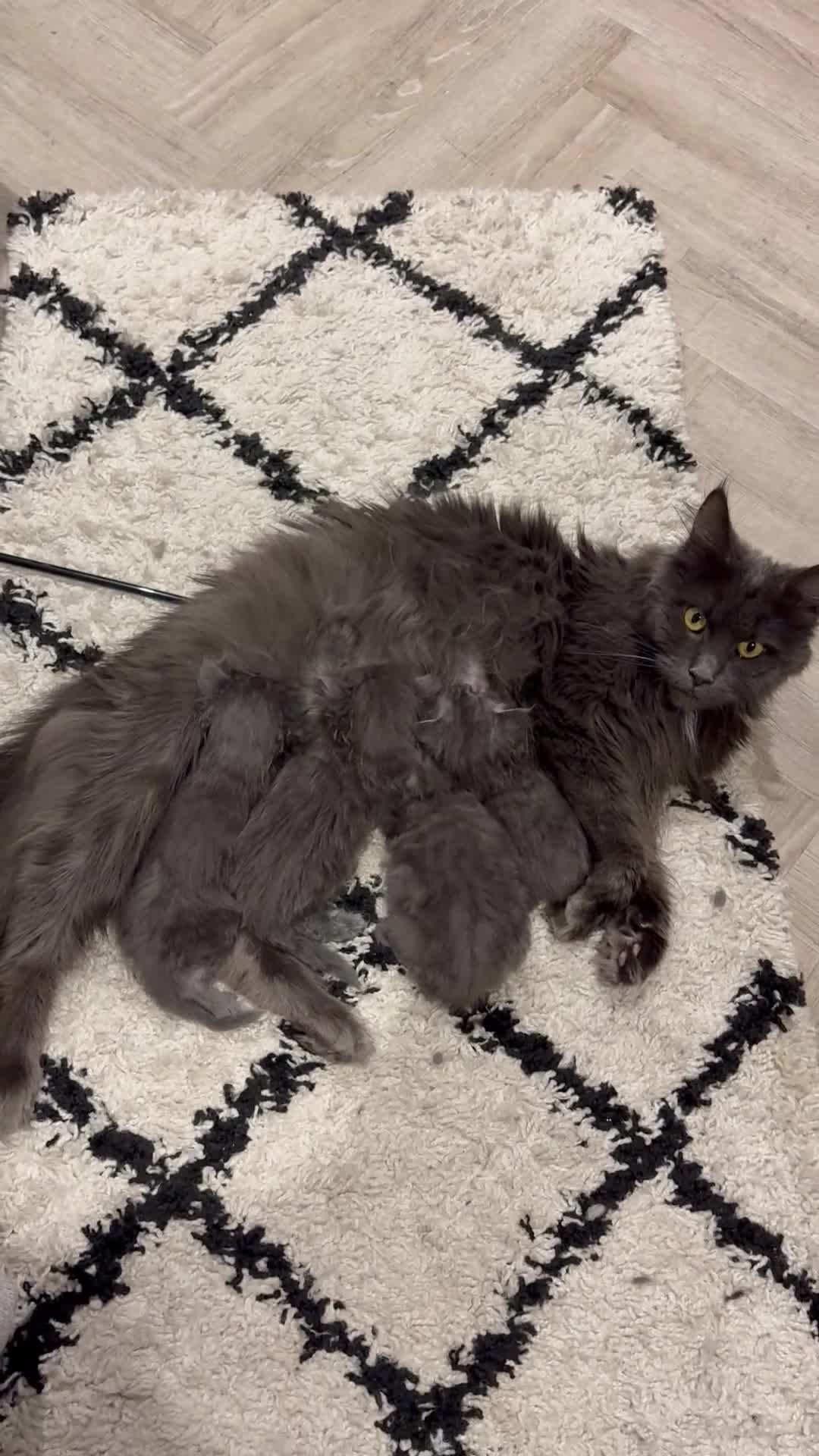 Maine Coon cats for sale: Stunning Maine Coon Kittens for sale - Video 2