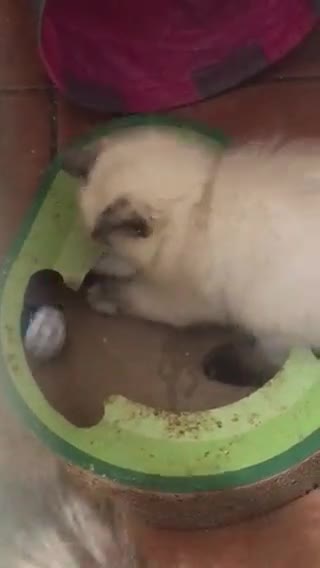 Ragdoll cats for sale:  Ragdoll Kittens HCM and PKD genes clear - Video 4