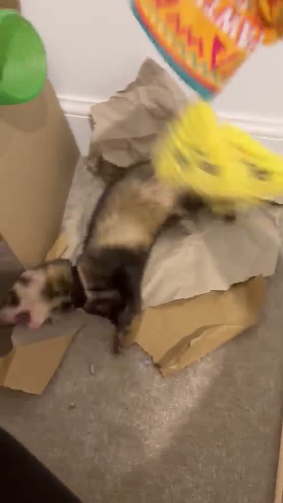 Ferret rodents for sale: Two Friendly Male Ferrets with Cage & Toys - Video 2