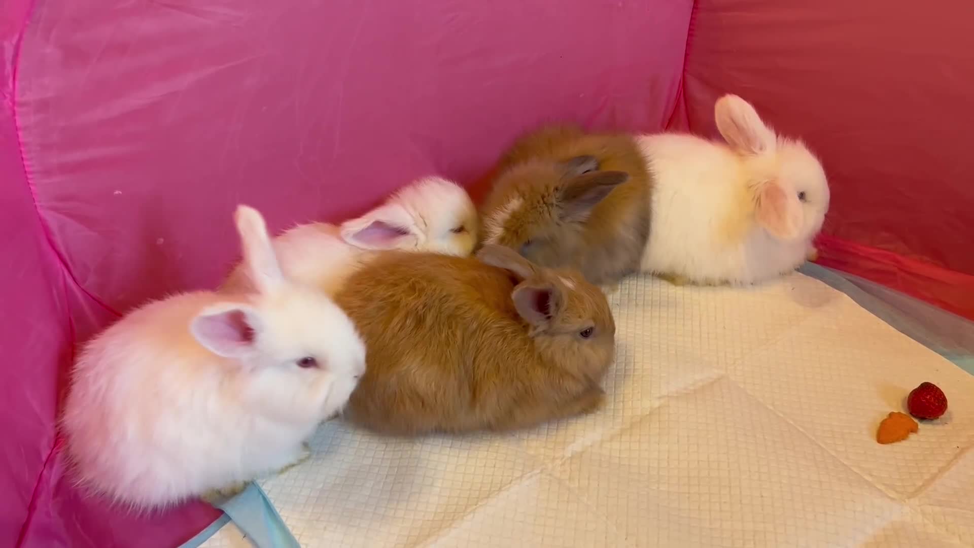 Angora rabbits for sale: English full faced Angora babies  - Video 2