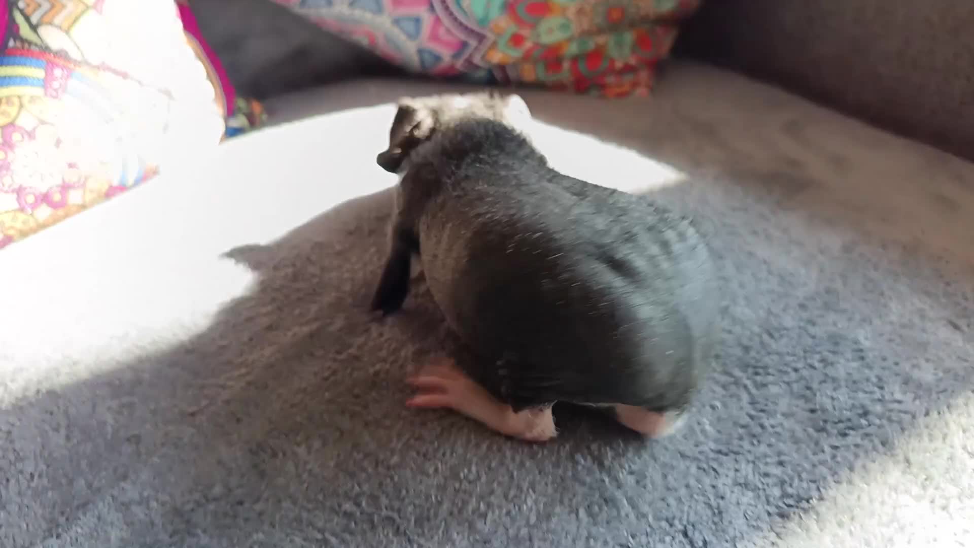 Guinea Pig rodents for sale: Male Skinny Pig/werewolf  - Video 1