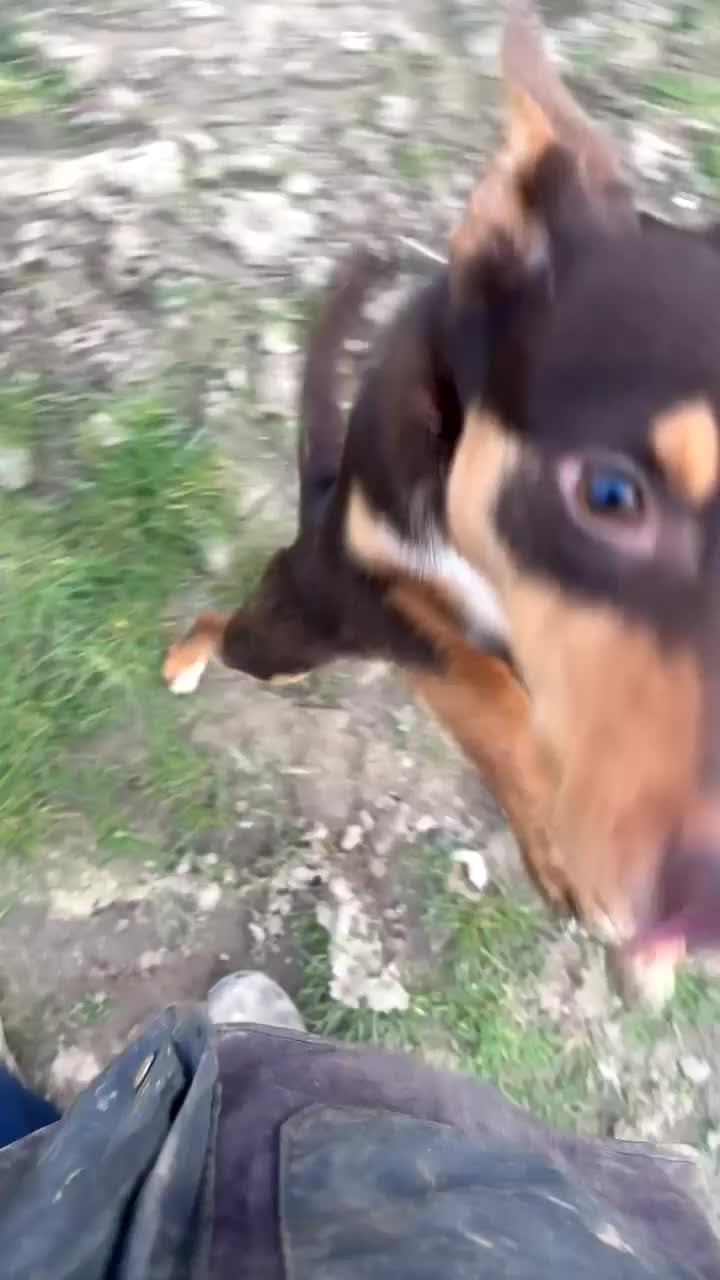 Australian Kelpie dogs for sale: ✨PIP ✨ in Bucknell - Video 1