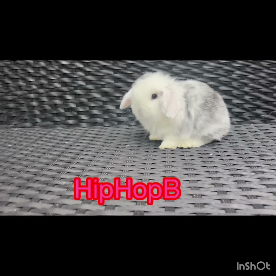 Mini Lop rabbits for sale: PURE bred baby mini lops  - Video 1