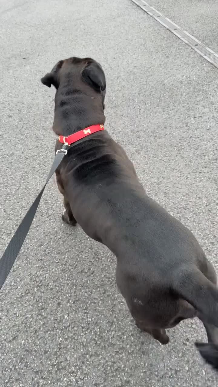 Cane Corso dogs for sale: Beautiful cane corso protection trained - Video 4