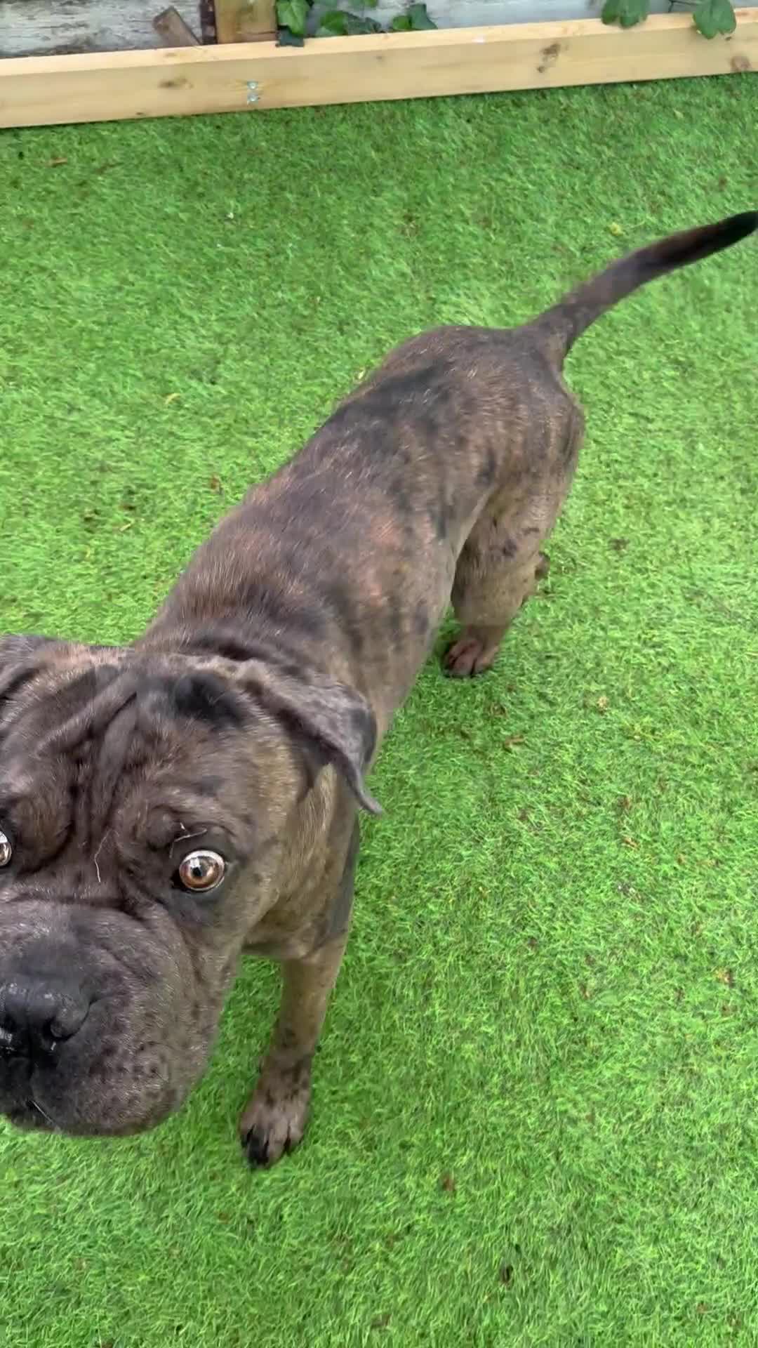 Mastiff dogs for stud: Rosco mastiff cross for stud in Cranbrook - Video 1