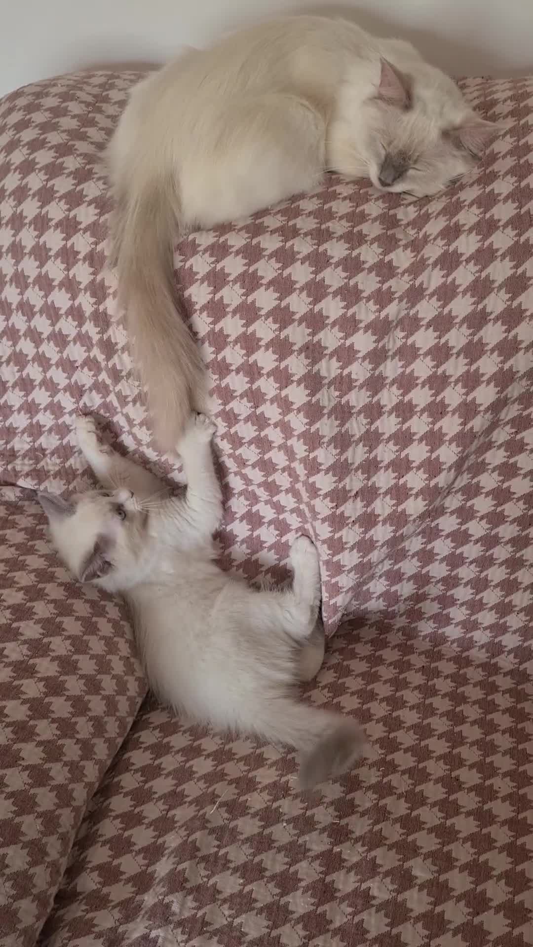 Ragdoll cats for sale: Gorgeous pure bread ragdoll kittens - Video 2