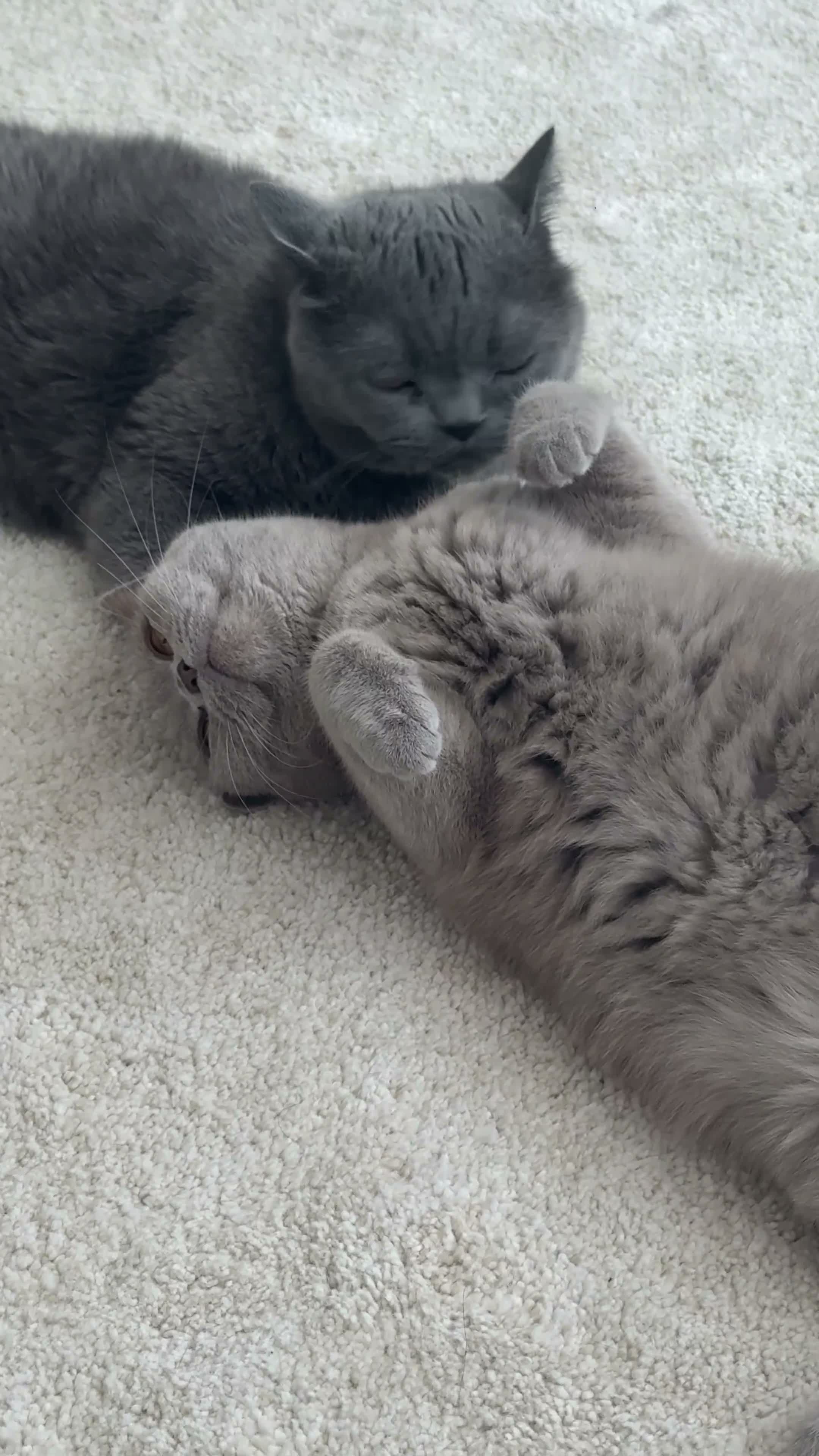 British Shorthair cats for sale: 2 British Short Hairs - 1 female (3) 1 Male (5) - Video 1