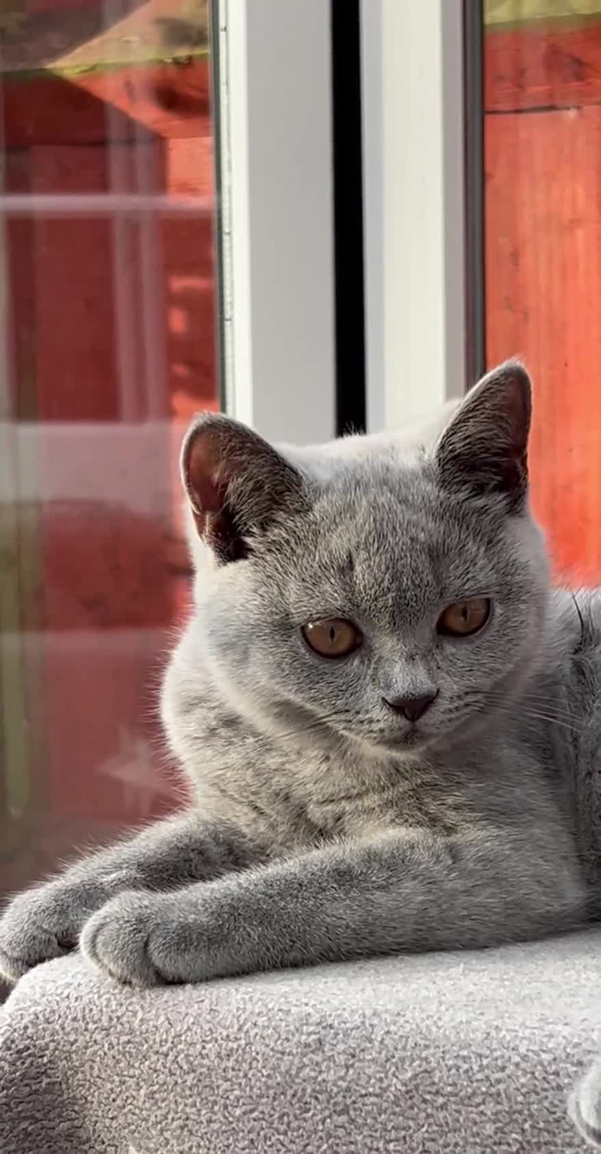 British Shorthair cats for sale: ✨BSH GCCF girl ready to leave🏡✨ - Video 4