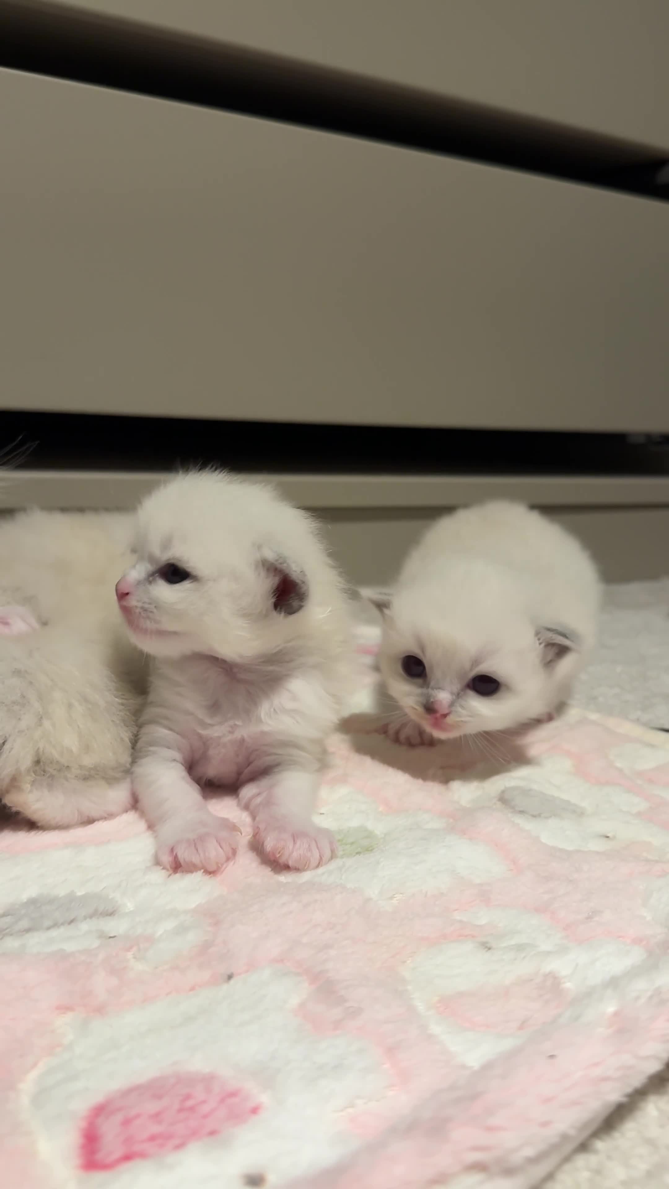 Ragdoll cats for sale: Purebred Ragdolls – Ready to Reserve Now 🍼 - Video 2