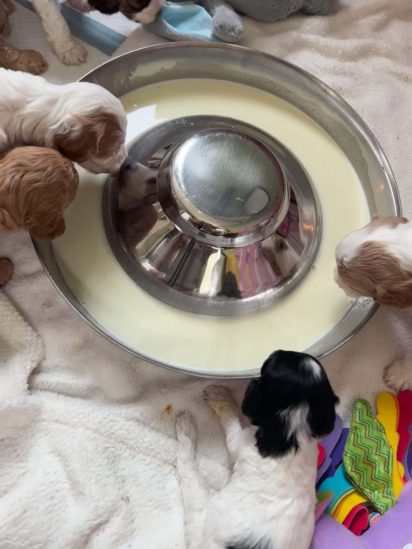 Cockapoo dogs for sale: Last girl remaining!! F2B miniature cockapoo pups - Video 1