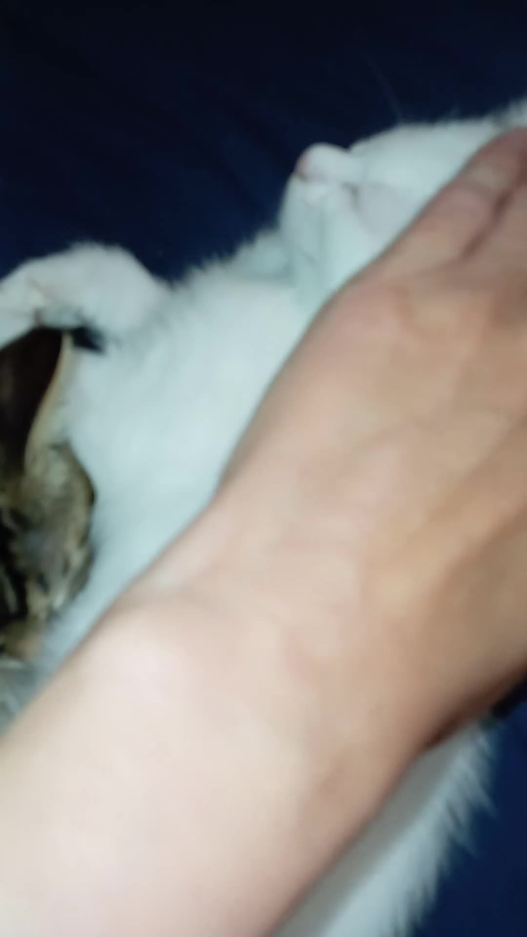 Mixed Breed cats for sale: READY TO GO NOW - 2 beautiful boys ❤️  - Video 1