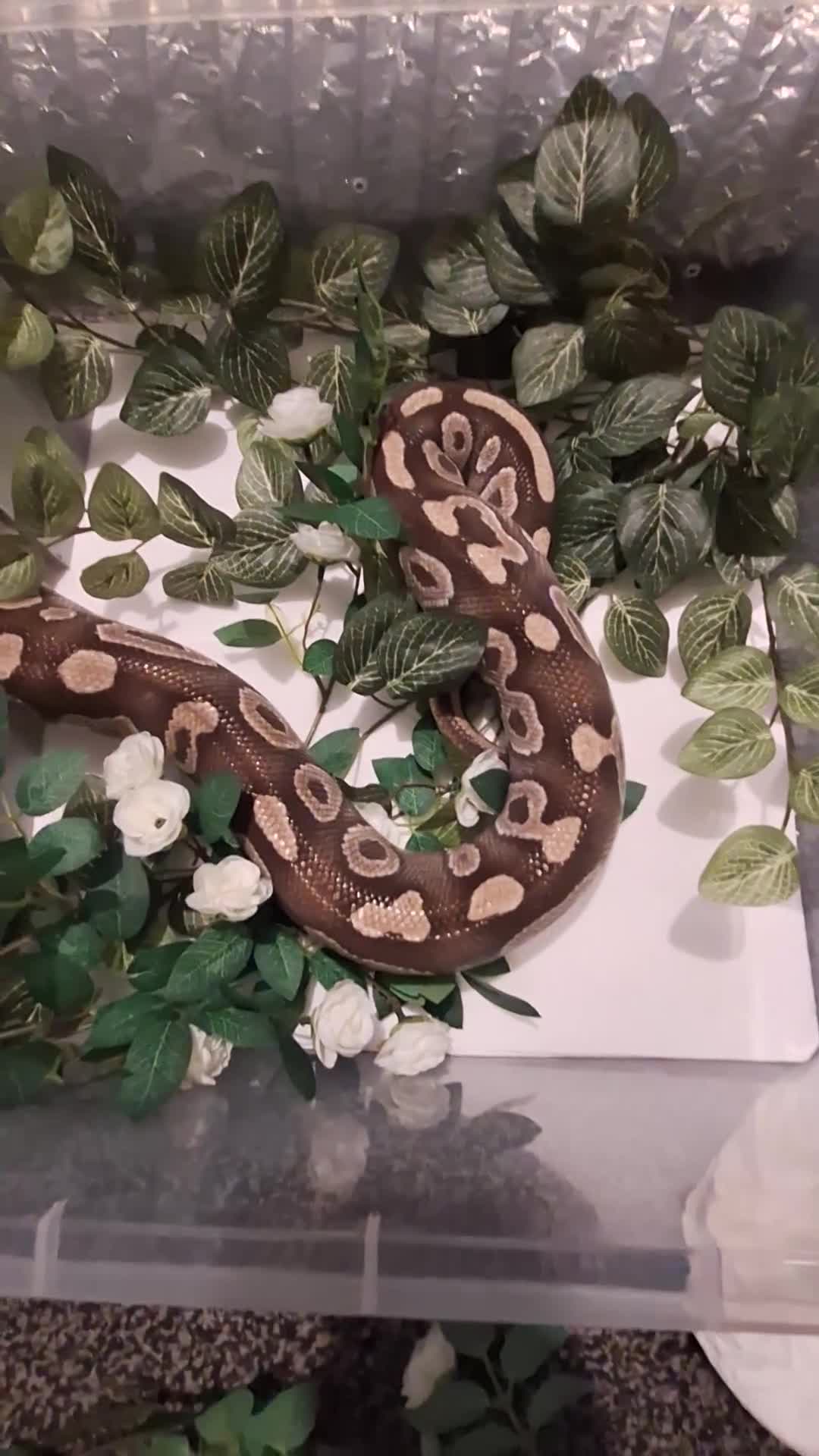 Python Snake reptiles for sale: Majova morph ball python female  - Video 2