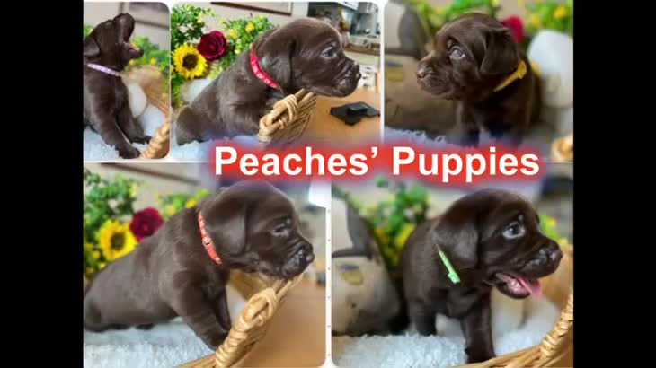 Labrador Retriever dogs for sale: STUNNING Chocolate Labrador Puppies  - Video 1