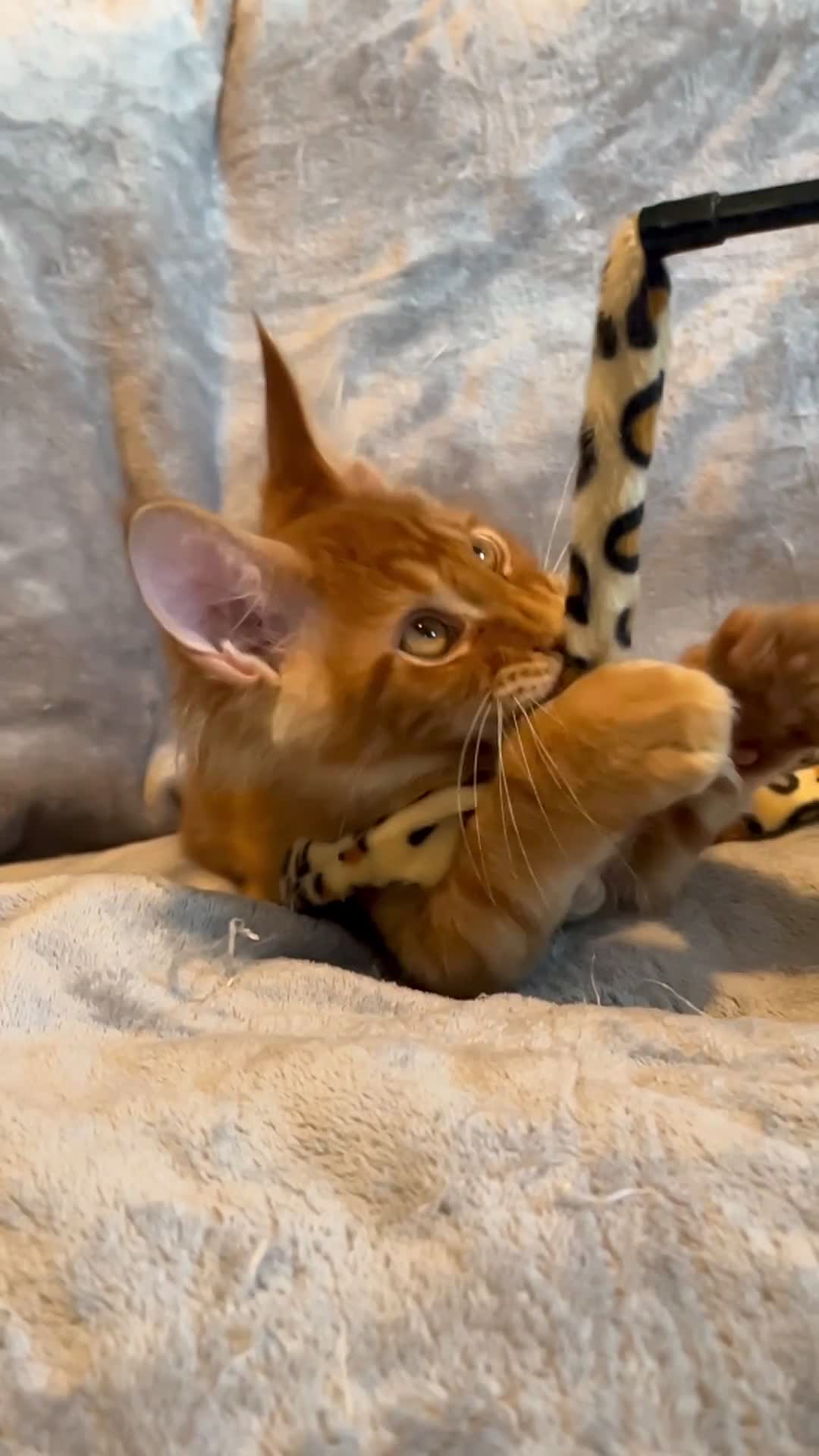 Maine Coon cats for sale: Stunning red tabby male TICA reg READY - Video 1