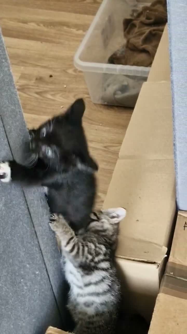 Mixed Breed cats for sale: Bengal Cross last Kitten remaining  - Video 3