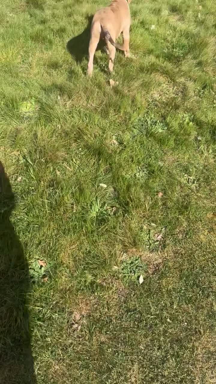 Mixed Breed dogs for sale: Gorgeous 4 month old Amstaff Pup - Video 1