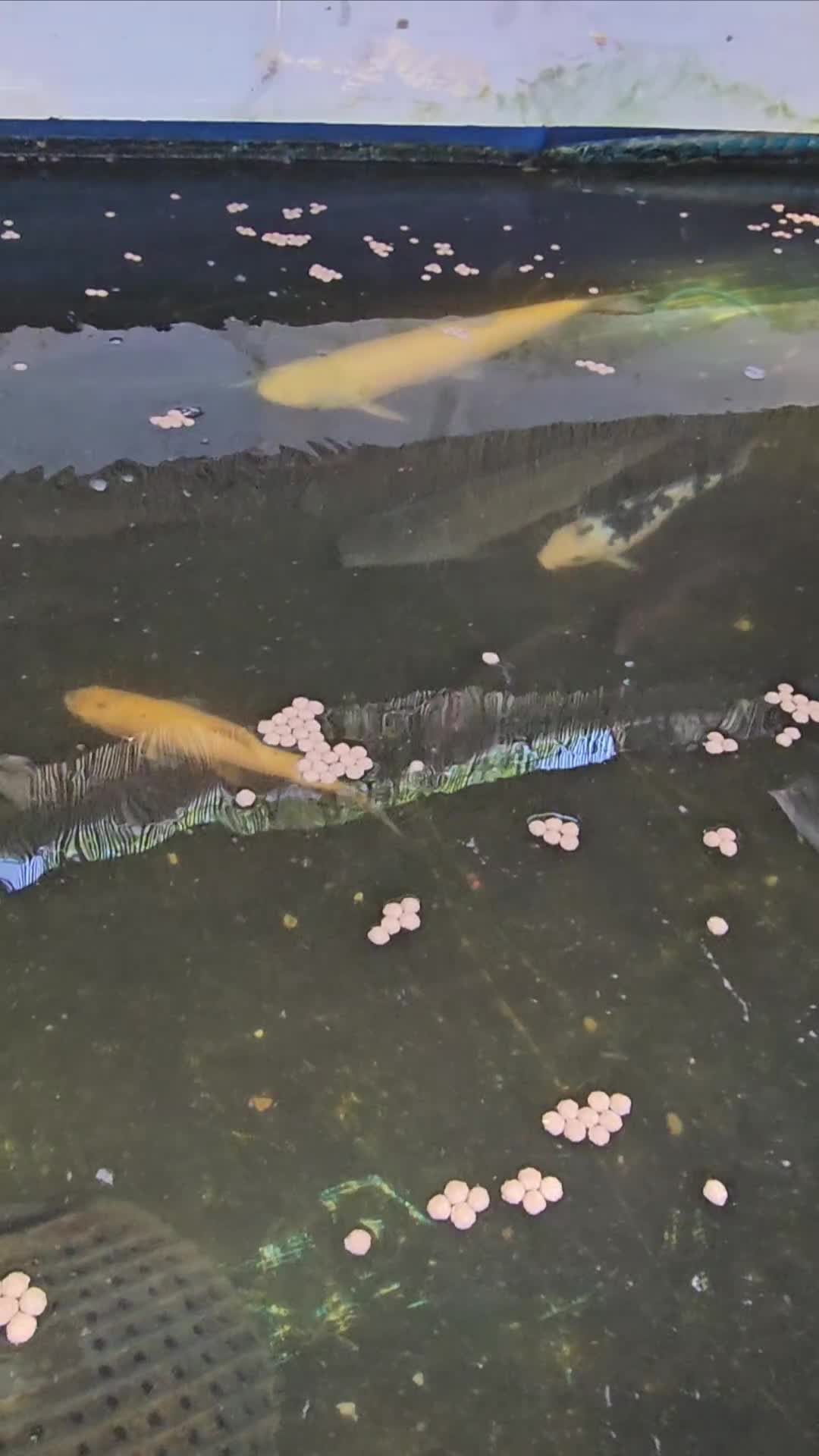 Koi Carp fish for sale: Closing down my ponds. - Video 4