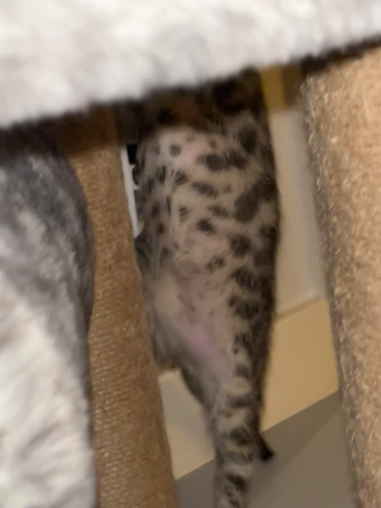 Mixed Breed cats for sale: 4 beautiful kittens looking for new homes  - Video 1