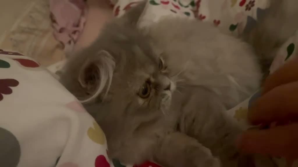 Persian cats for sale: Beautiful Blue Persian Girl 💕🐾💙 - Video 2