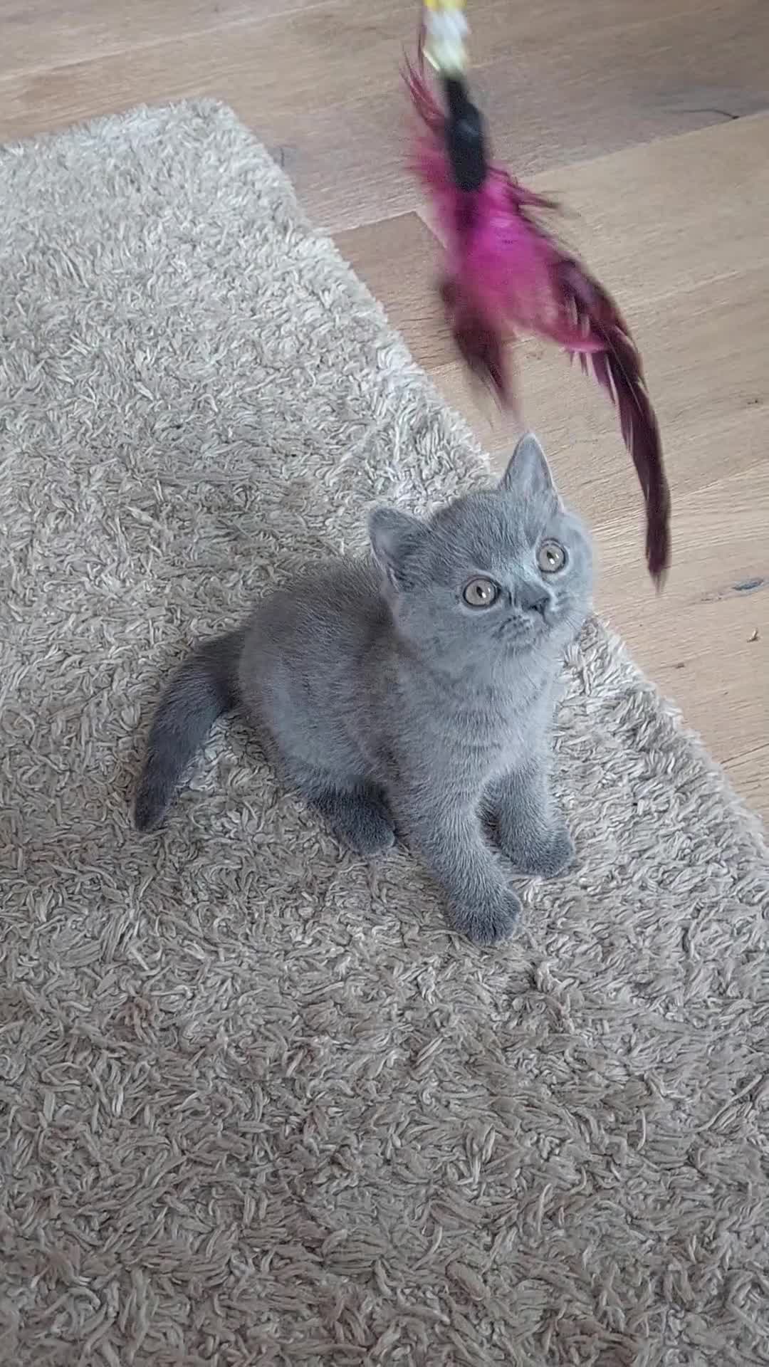 British Shorthair cats for sale: 💙GORGEOUS GCCF REGISTERED BOY💙 - Video 1