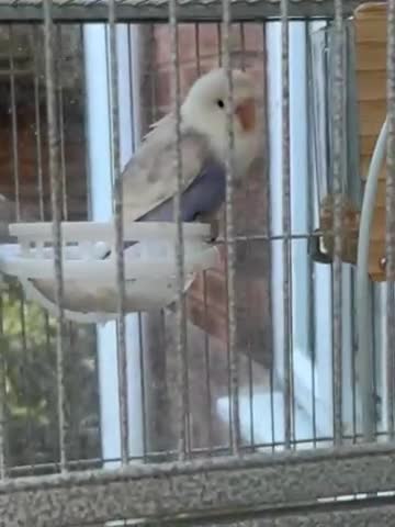 Lovebirds birds for sale: Lovebirds for sale  - Video 3