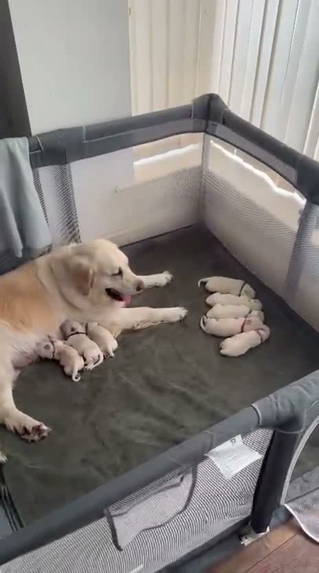 Golden Retriever dogs for sale: Gorgeous Golden Retriever Pups  - Video 2