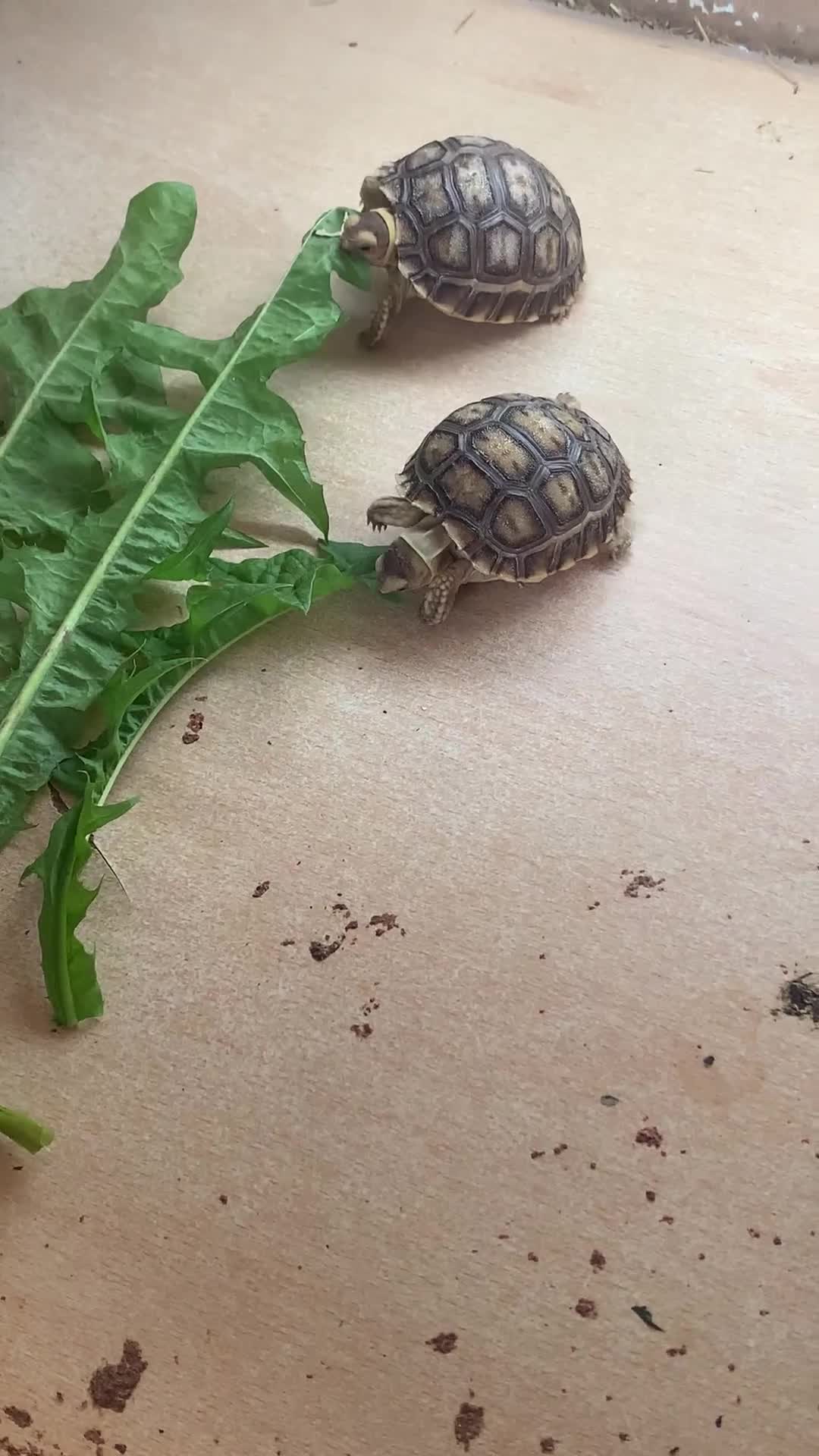 Tortoise reptiles for sale: Sulcata  tortoise hatchlings - Video 1