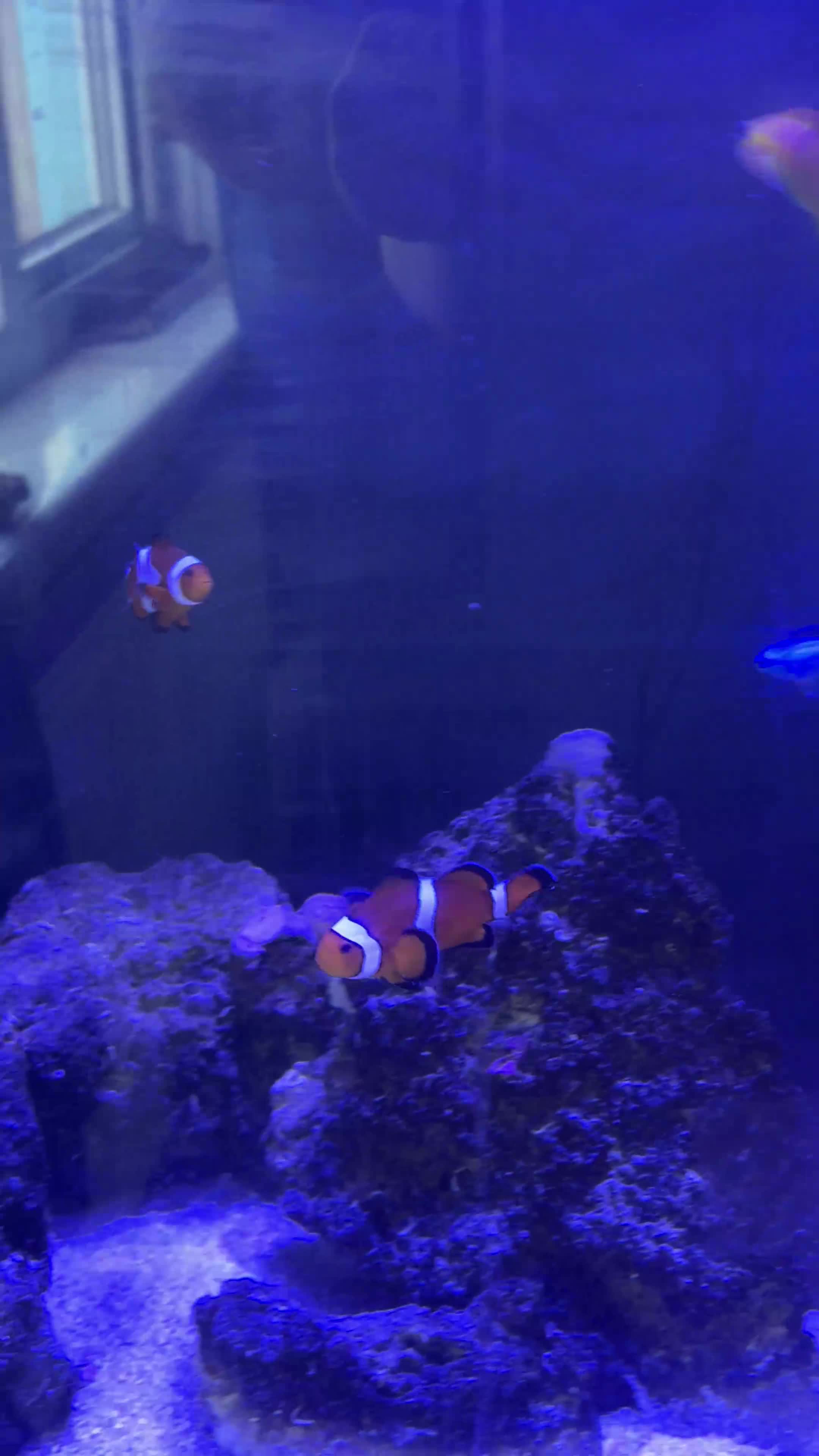 Other/Mixed Breed fish for sale: Marine fish in Plymouth - Video 1