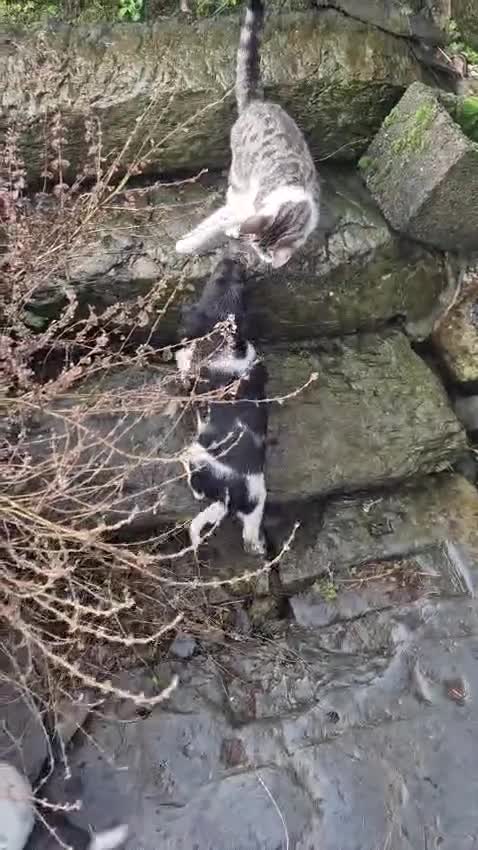 English Springer Spaniel dogs for sale: KC Registered Springer Spaniel Puppies  - Video 3