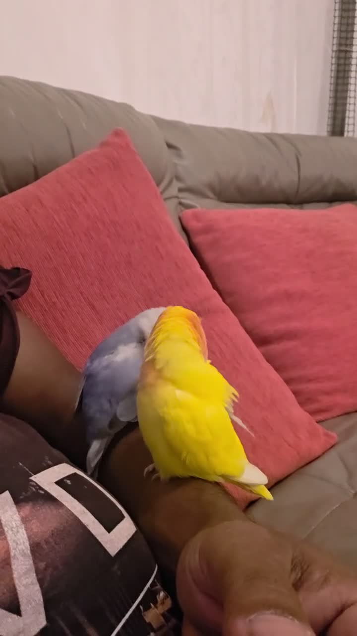 Lovebirds birds for sale: Tamed Peachfaced female Lovebird (Collection Only) in Wallington - Video 1