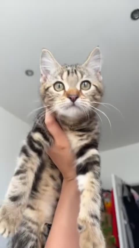 European cats for sale: Tabby cat for sale asap!!! - Video 1