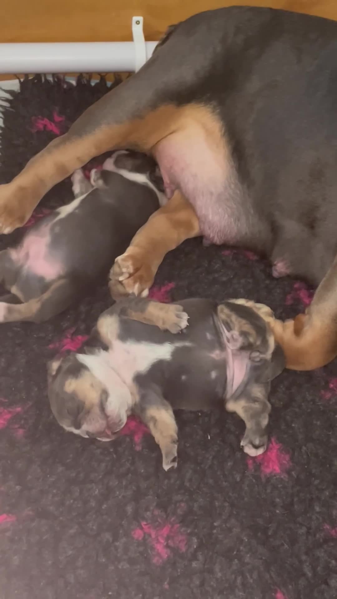 Olde English Bulldogge dogs for sale: STUNNING OLDE ENGLISH BULLDOG - Video 2
