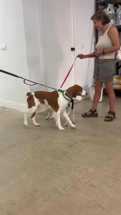 Brittany Spaniel dogs for adoption: Elvis, Brittany Cross, aged 1 in Bedford - Video 2