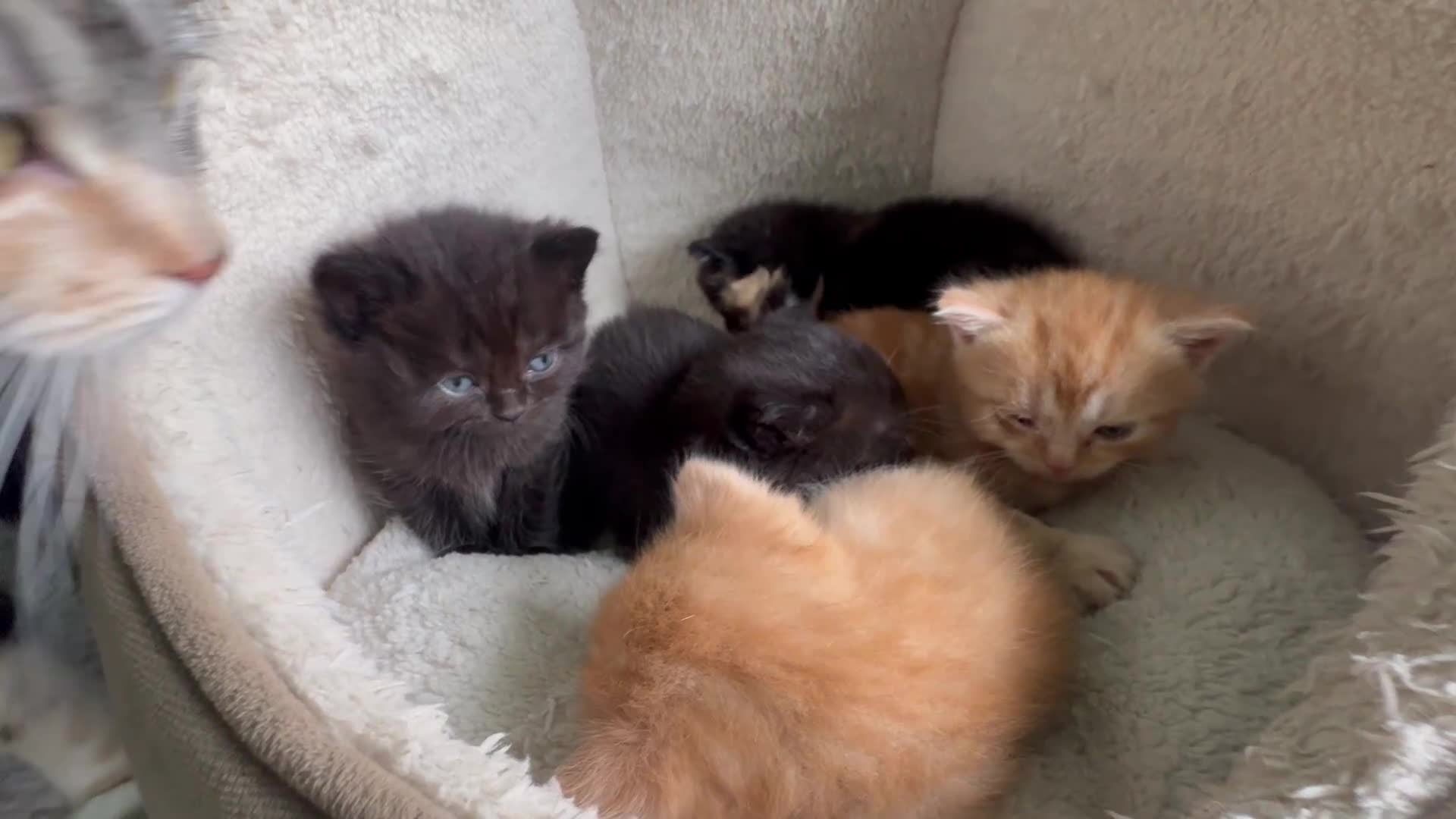British Shorthair cats for sale: 5 Gorgeous BSH x Scottish Straight Kittens - Video 3