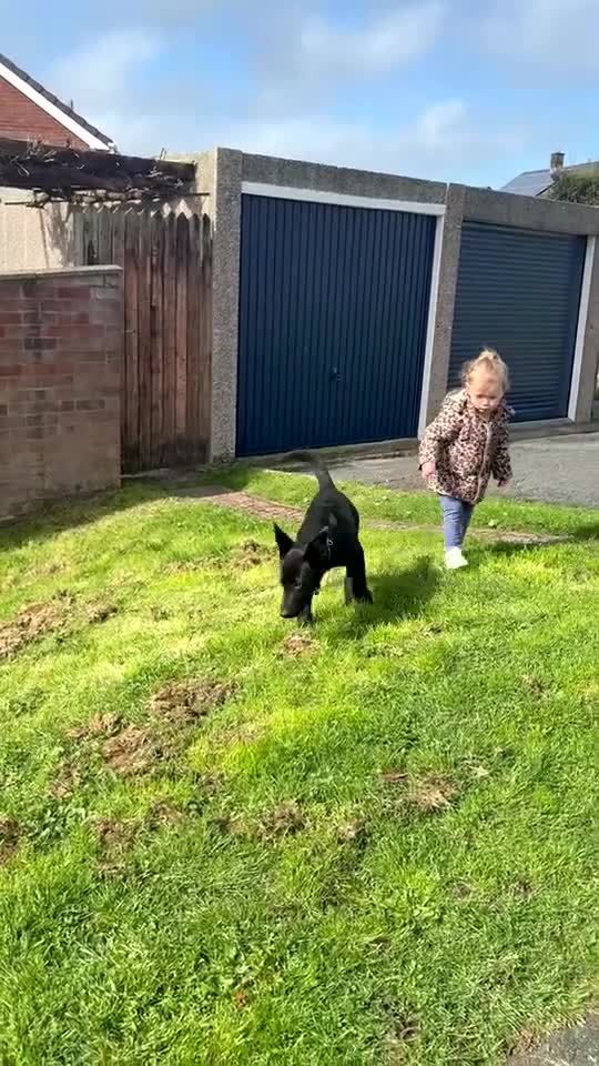 Sheprador dogs for sale: BUDDY in Plymouth - Video 1